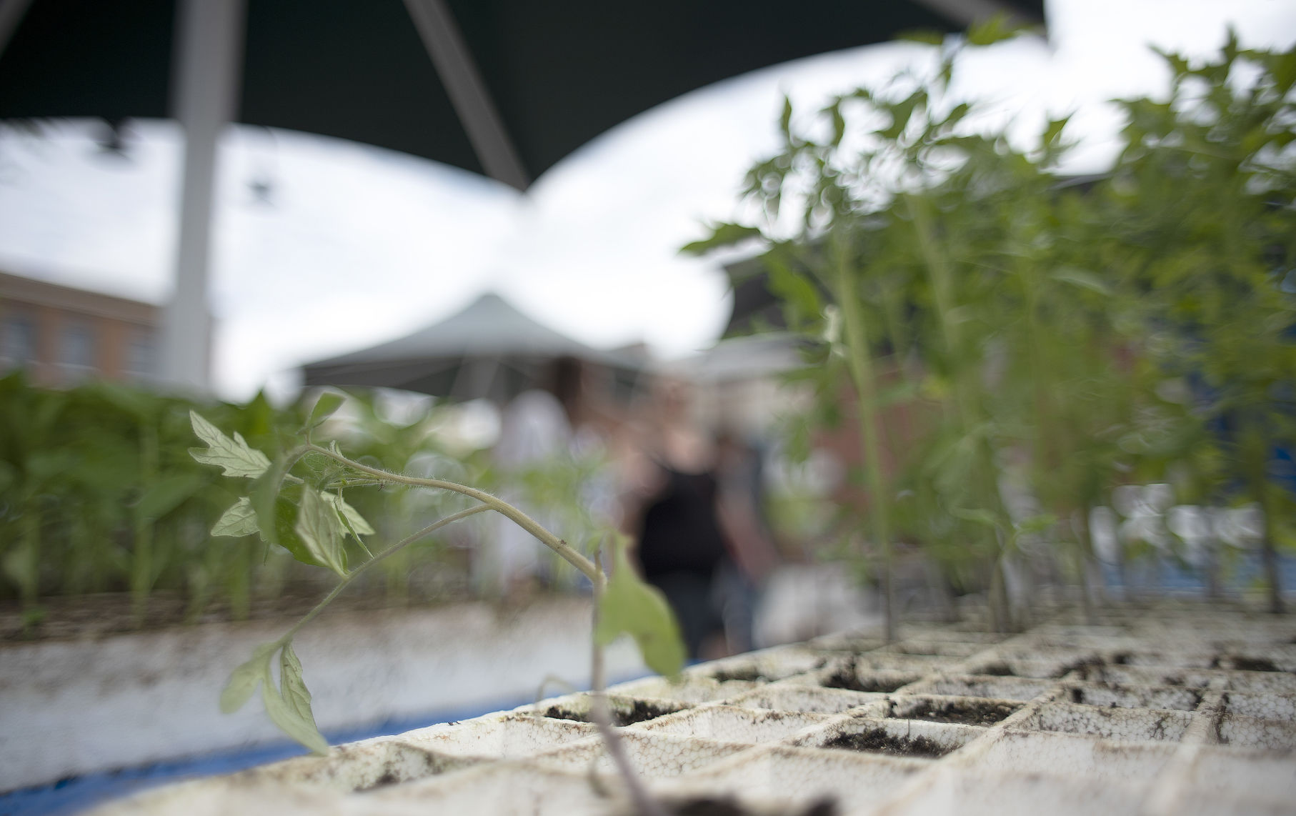 Bristol Farmers Market 04